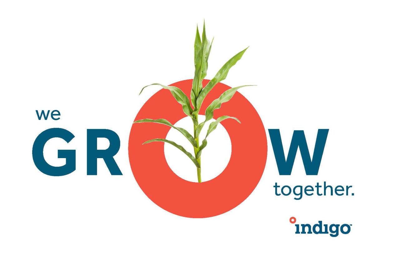 Indigo_Brand1