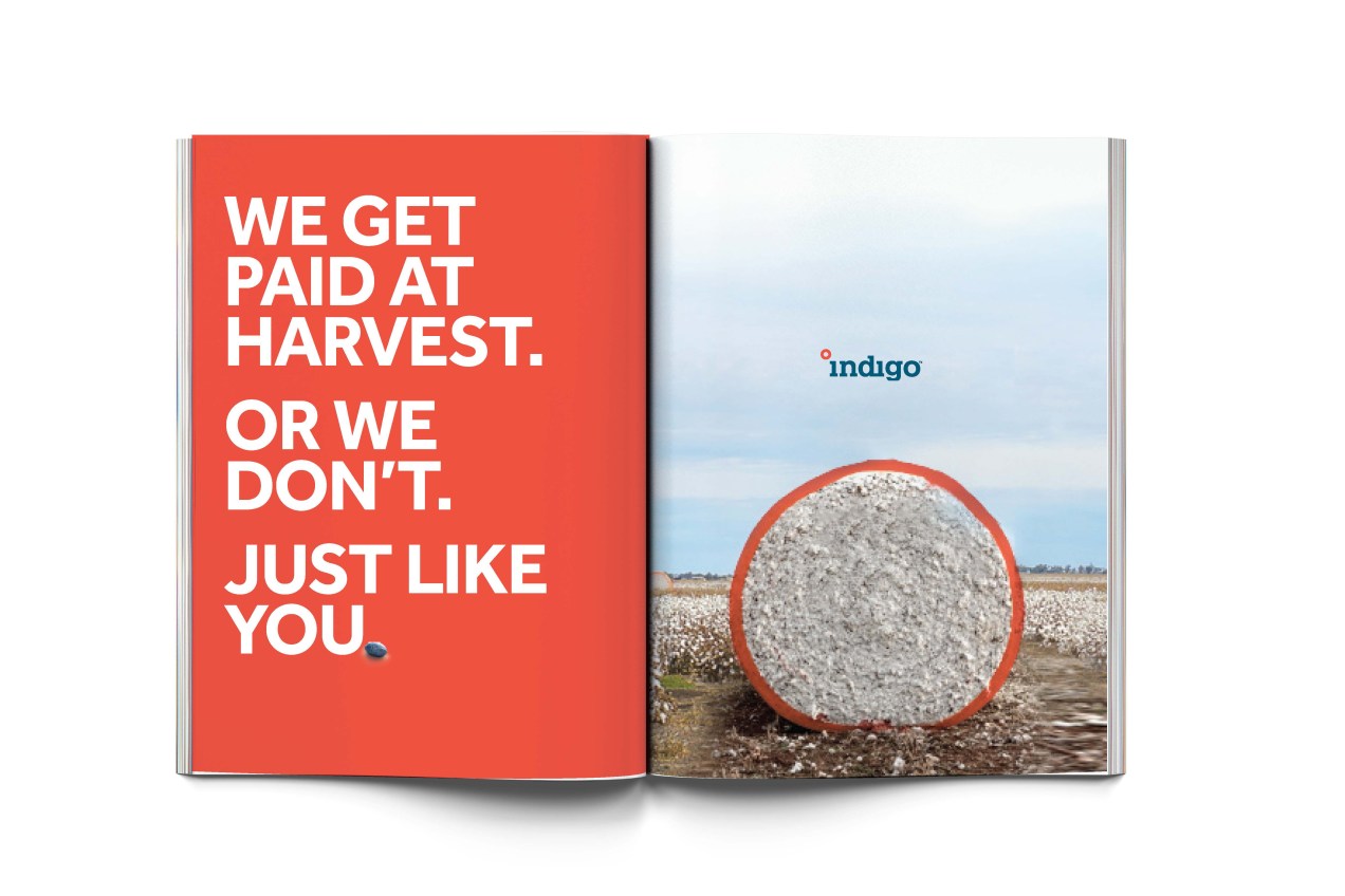 Indigo_Brand6
