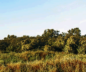 Arkabutla-Fishing-300x250-Banner-Ad-MECH