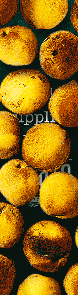 Peaches-Animated-Ad-MECH